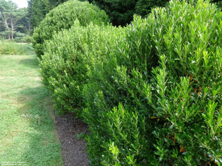 Buxus sempervirens самшит