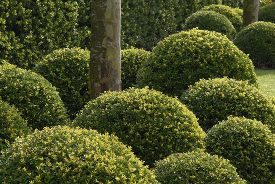 Самшит Buxus