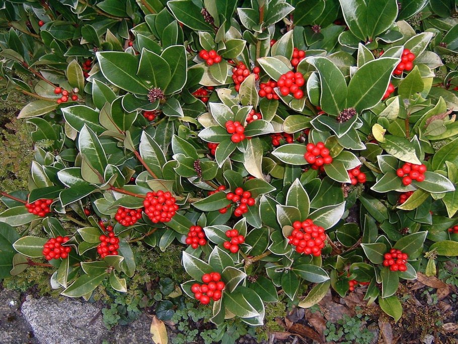 Самшит вечнозеленый Buxus sempervirens