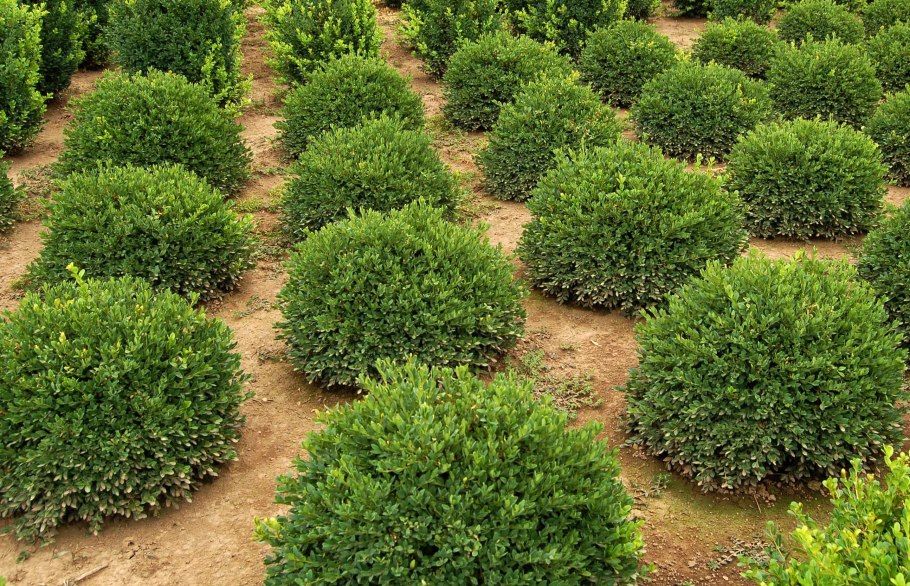 Самшит вечнозеленый Buxus sempervirens