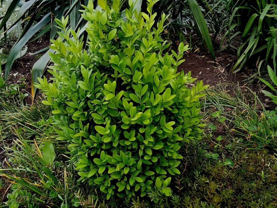 Самшит бересклет