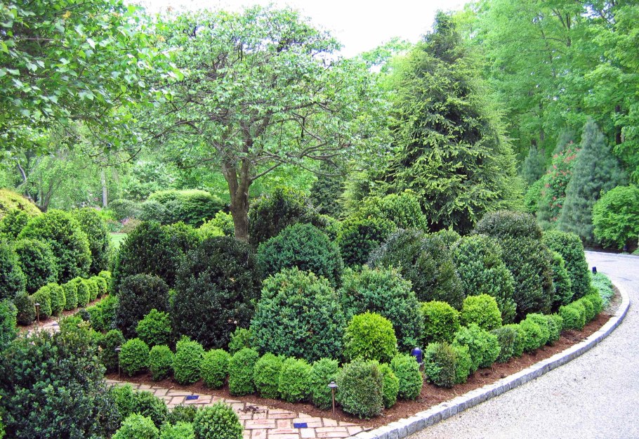 Карагана древовидная Живая изгородь