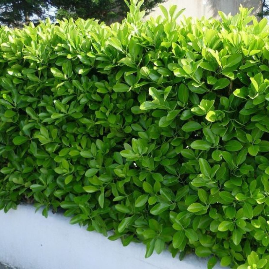 Топиарная стрижка туи