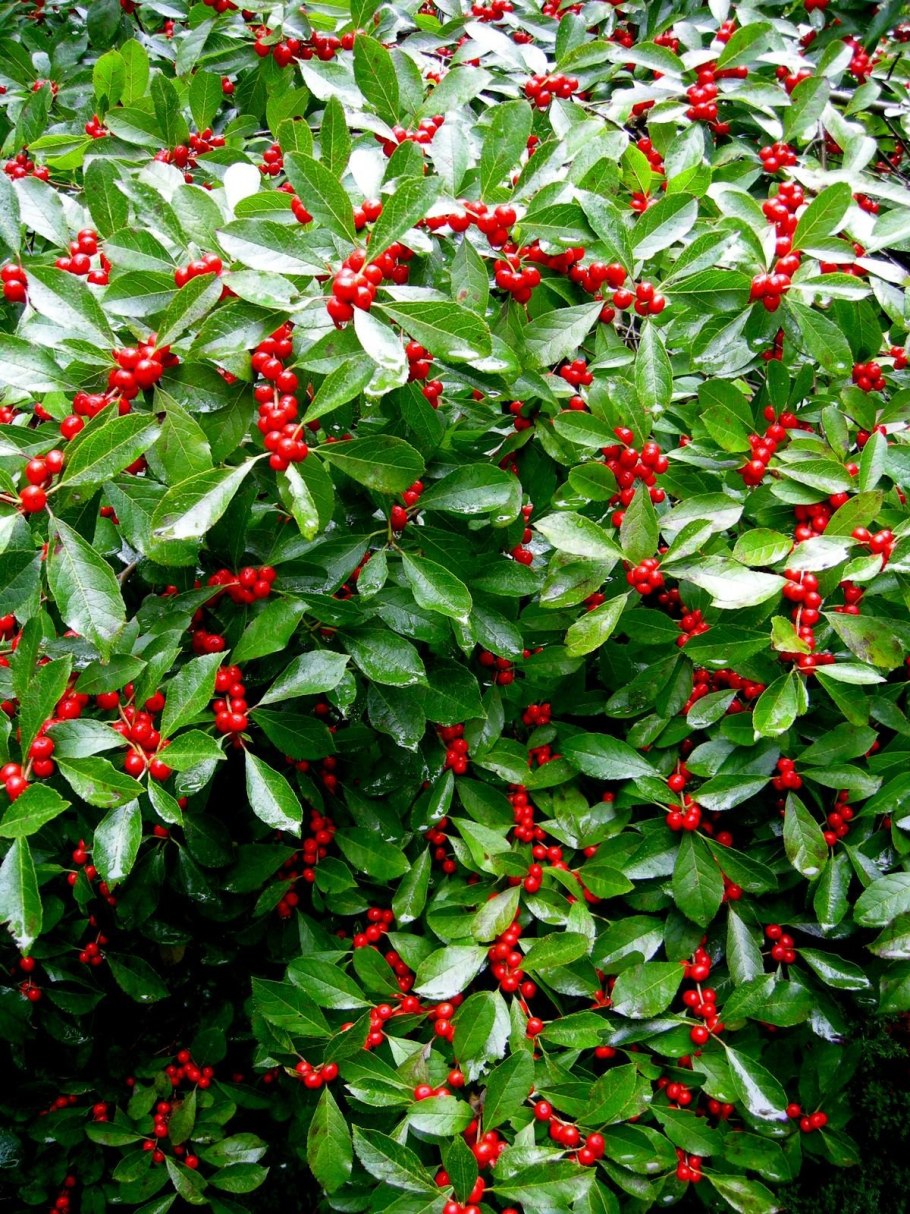 Магния поддуболистная