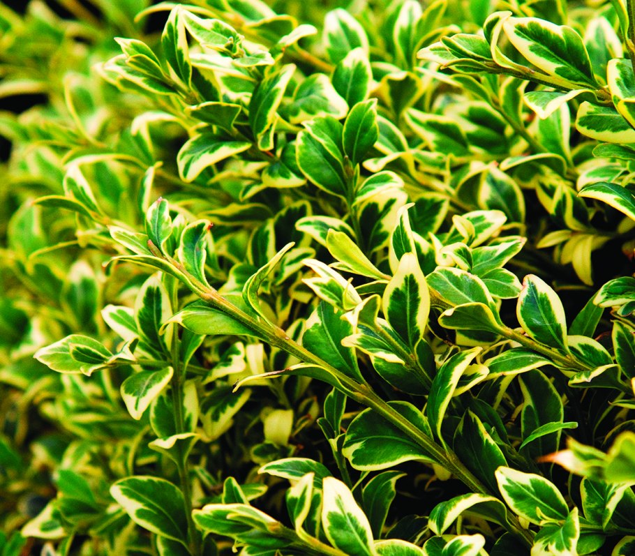 Кустарник вечнозеленый скимия