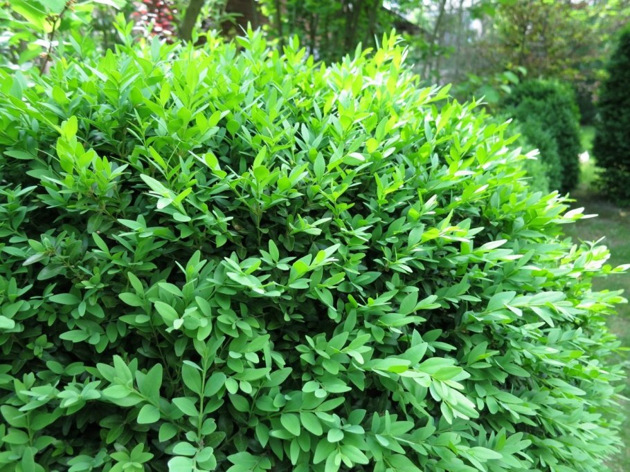 Самшит Крымский