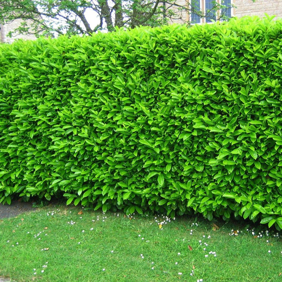 Вечнозеленый кустарник самшит