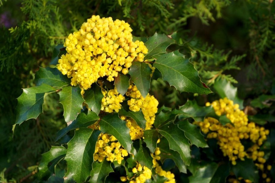 Buxus microphylla Golden Triumph