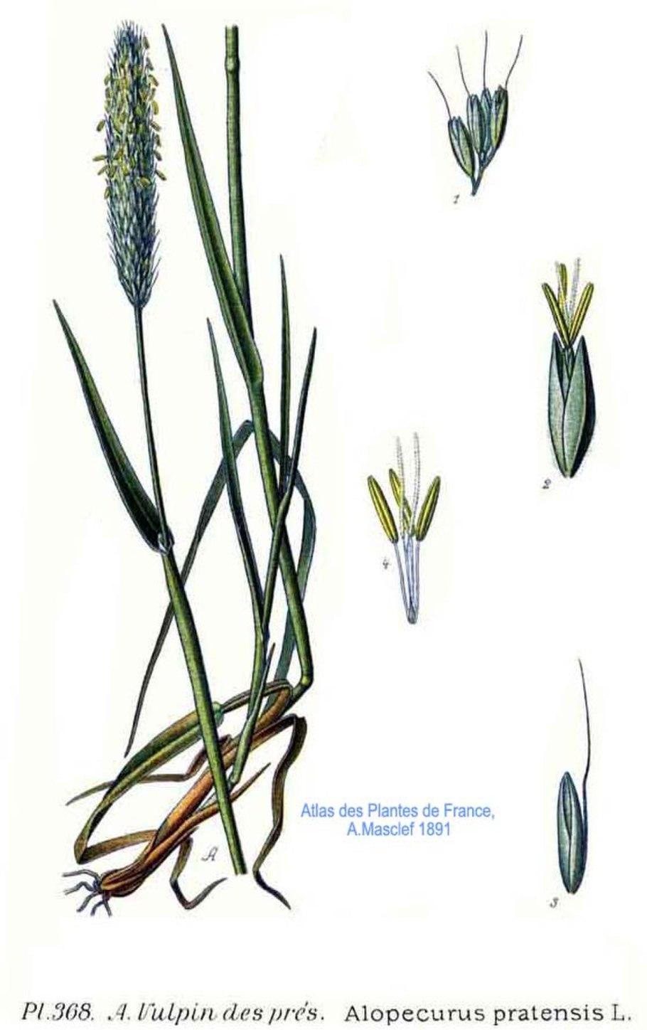 Тимофеевка Луговая (Phleum pratense)
