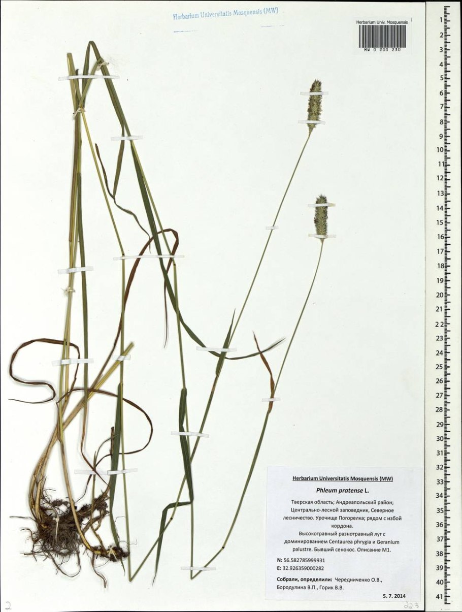 Лисохвост Луговой (Alopecurus pratensis).