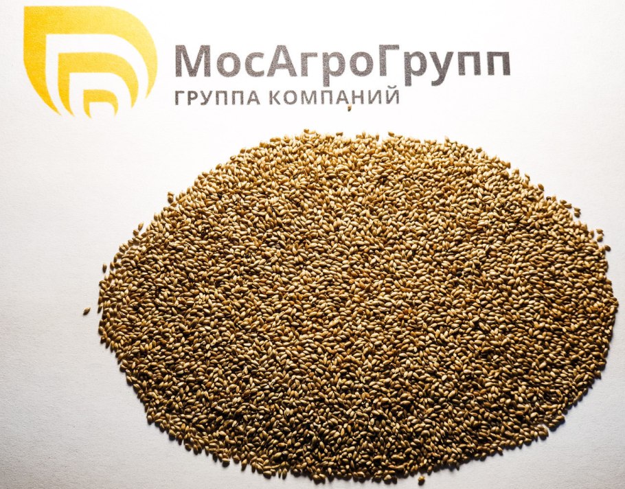 Лисохвост Луговой