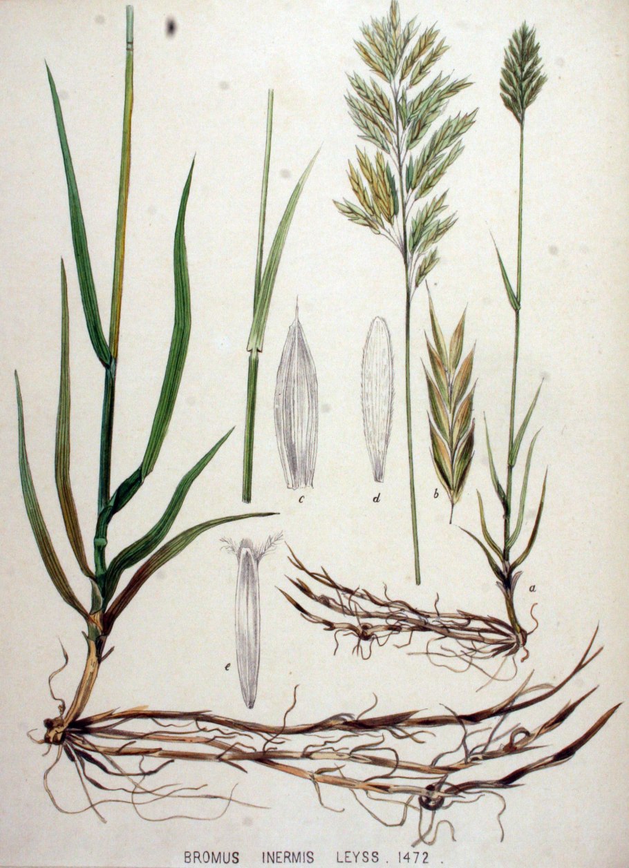 Тимофеевка Луговая (Phleum pratense)