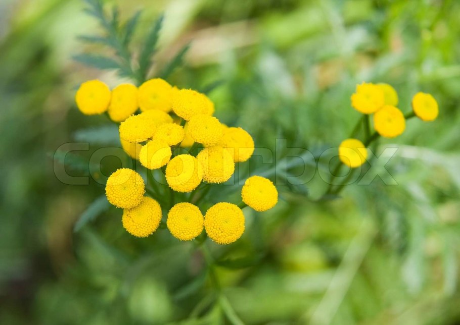 Пижма обыкновенная Фармакогнозия
