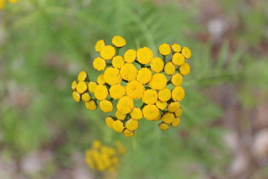 Пижма обыкновенная