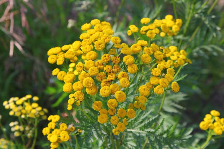 Пижма обыкновенная (Tanacetum vulgare)