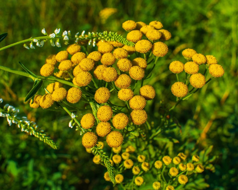 Пижма тысячелистная