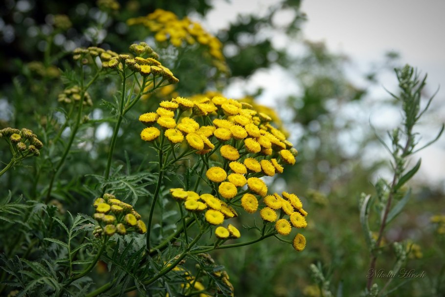 Пижма тысячелистная (Tanacetum millefolium)