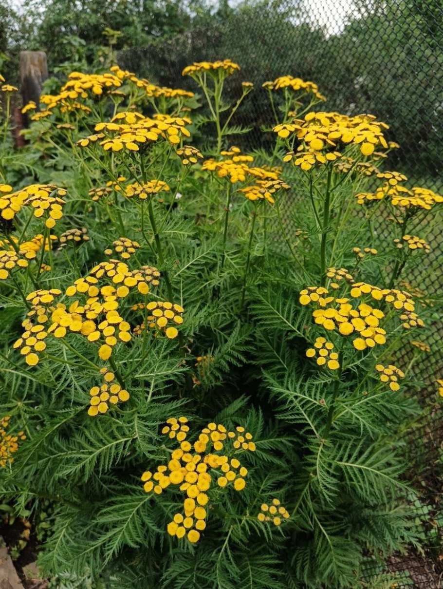 Пижма Танацехол