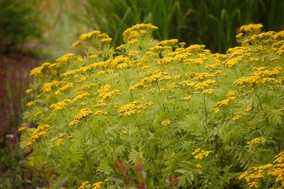 Tanacetum vulgare гербарий