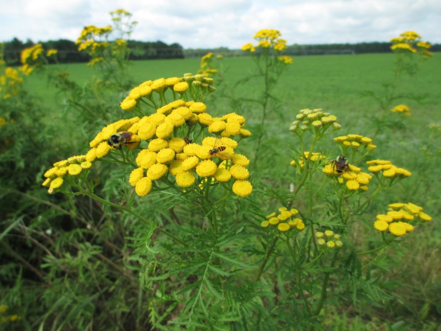 Пижма обыкновенная фитопрепараты