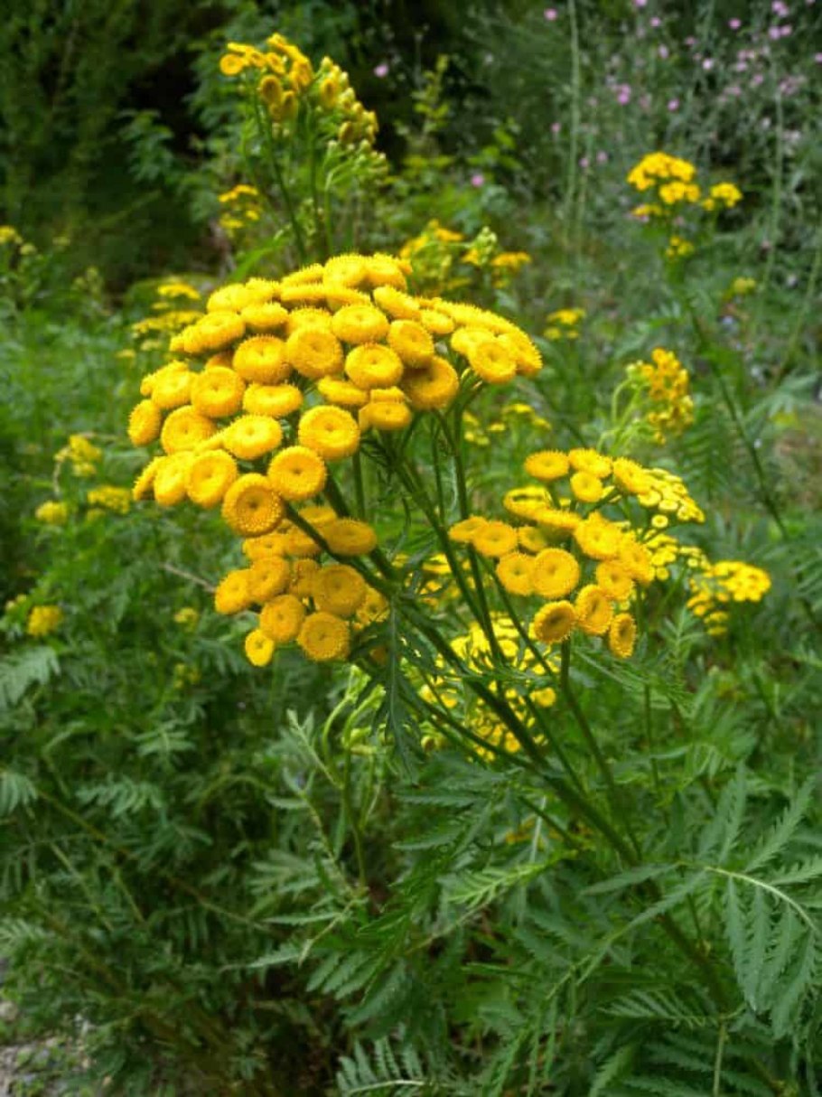 Пижма обыкновенная (Tanacetum vulgare)