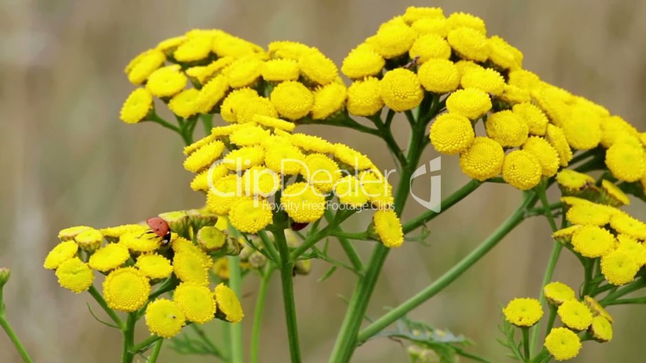 Пижма обыкновенная соцветие