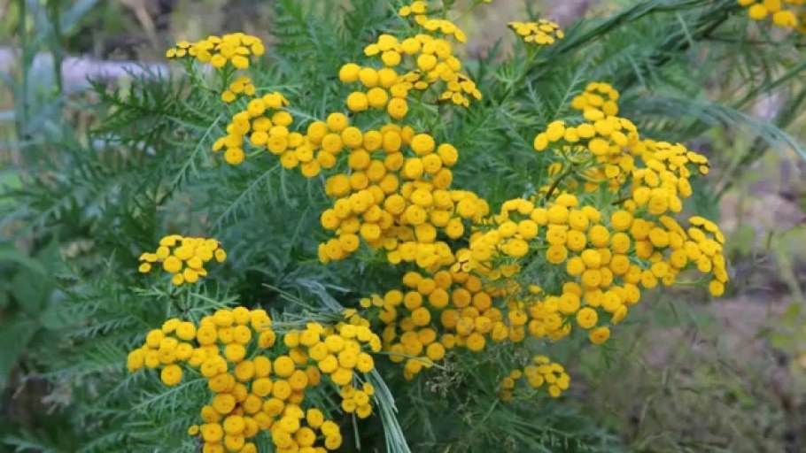 Пижма тысячелистниковая корень