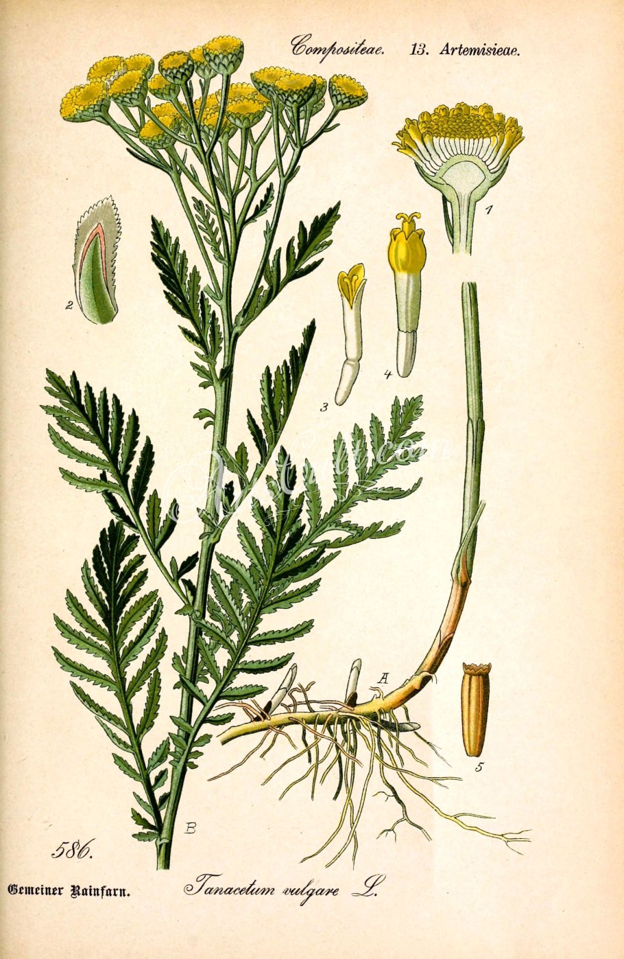 Пижма обыкновенная препарат