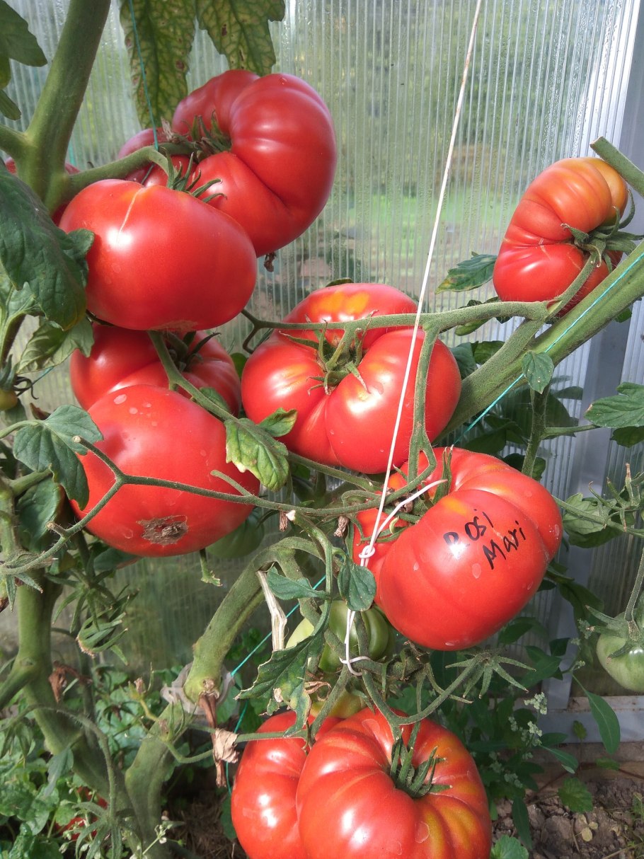 Томат Роузи отзывы