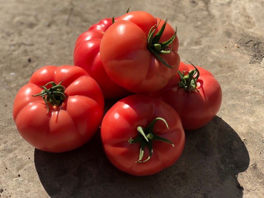 Семена томатов сорт розовый гигант