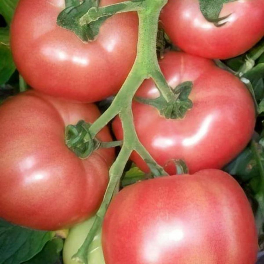 Томат роза хит f1