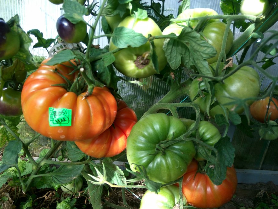 Томат прелесть роузы