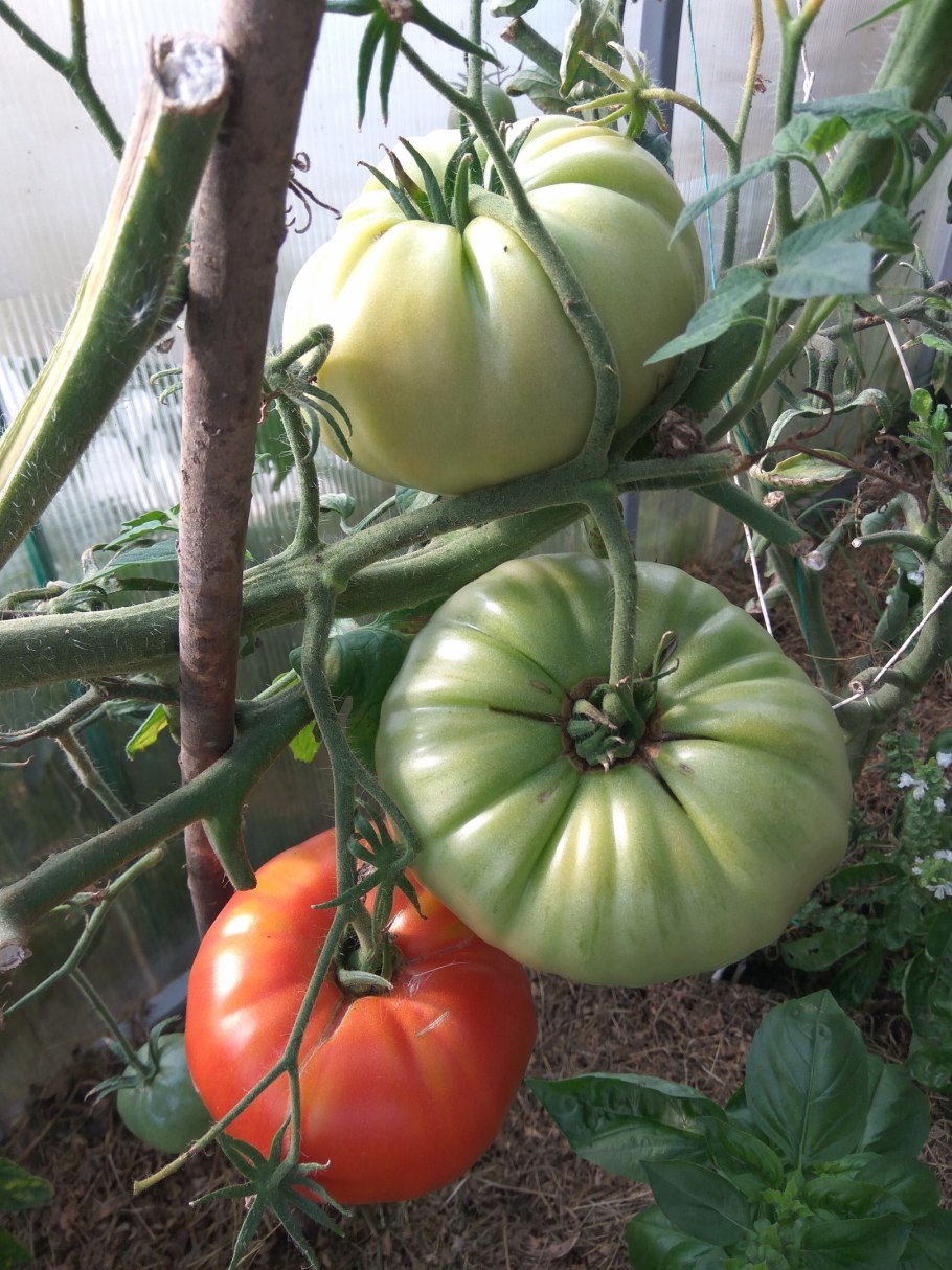 Томат Роузи отзывы фото урожайность характеристика и отзывы