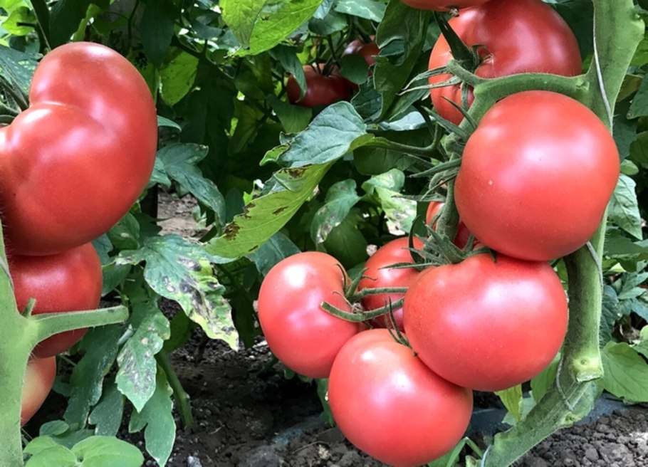 Томат роза Паво f1