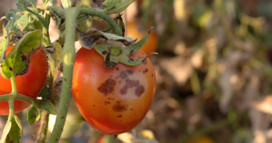 Томат Аргонавт f1