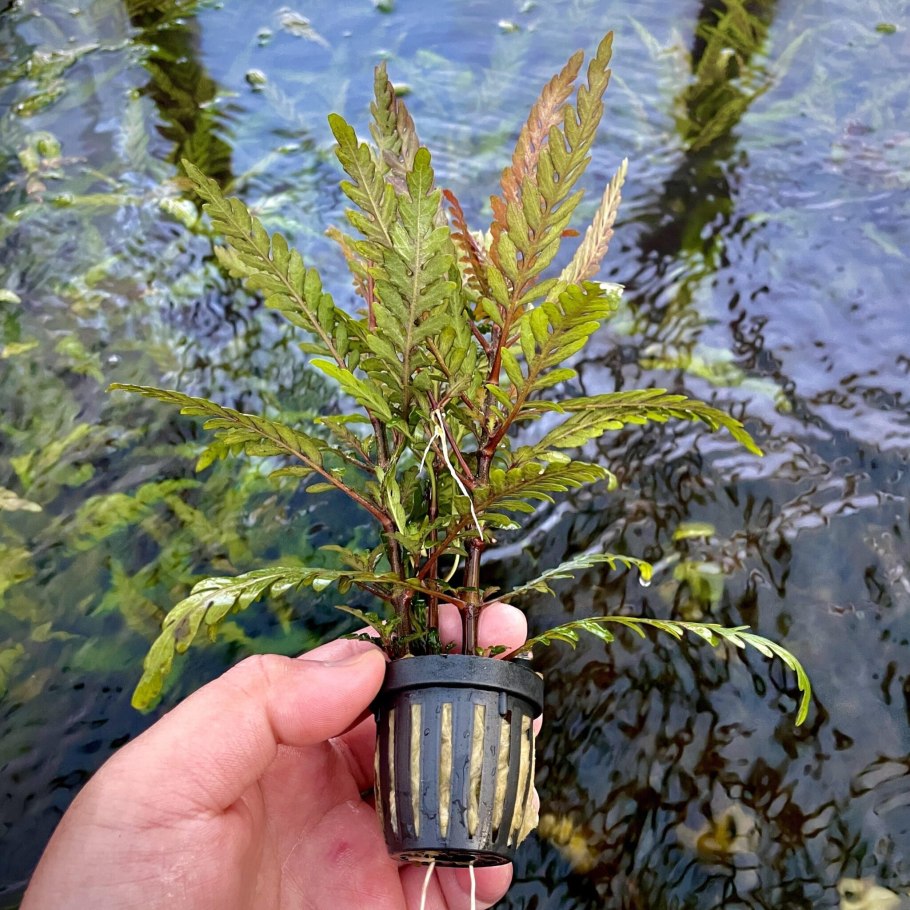 Гигрофила Пиннатифида