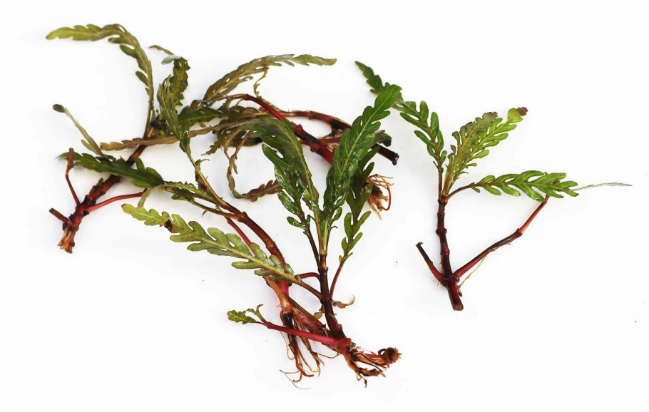 Гигрофила Пиннатифида