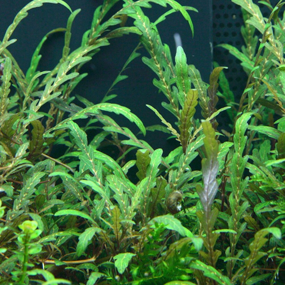 Гигрофила Пиннатифида Hygrophila pinnatifida