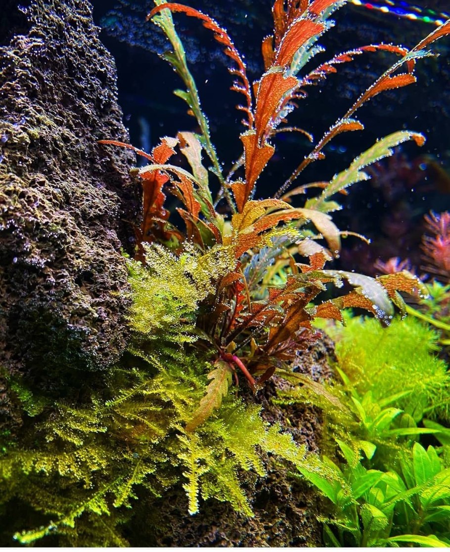 Гигрофила Пиннатифида