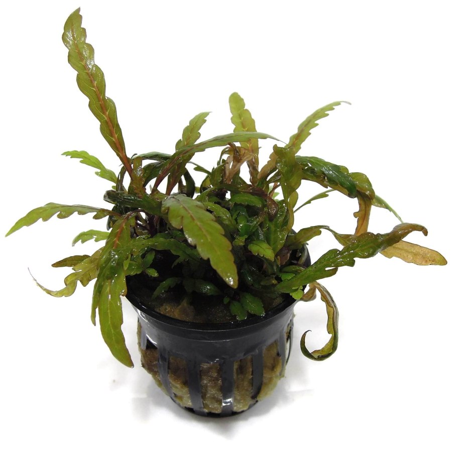 Гигрофила Рубра