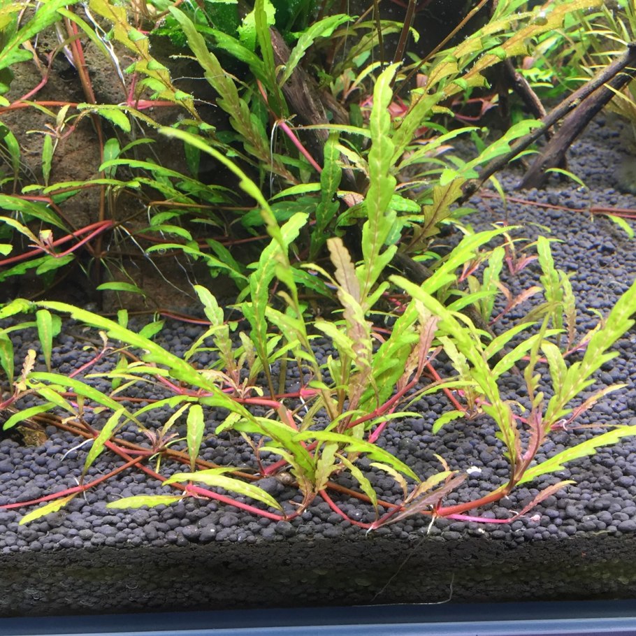 Пиннатифида аквариумное растение