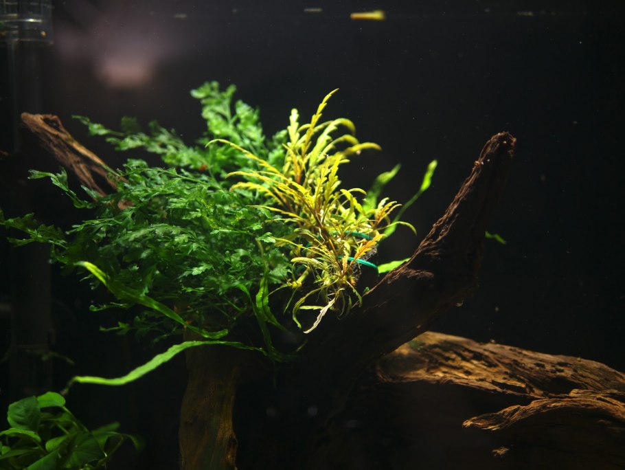 Гигрофила Пиннатифида