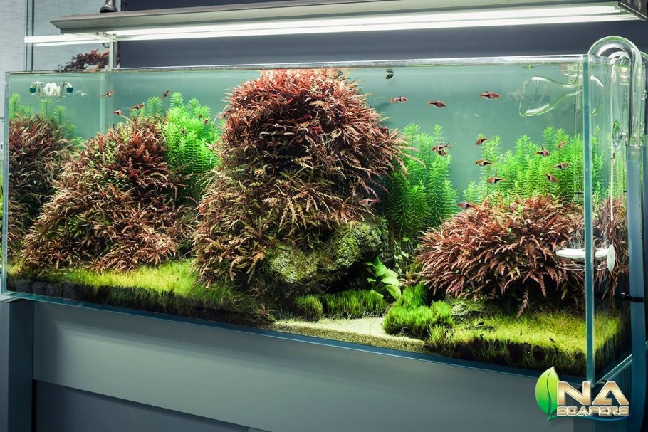 Гигрофила Людвигия