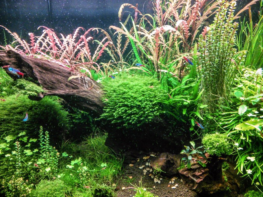 Гигрофила Пиннатифида