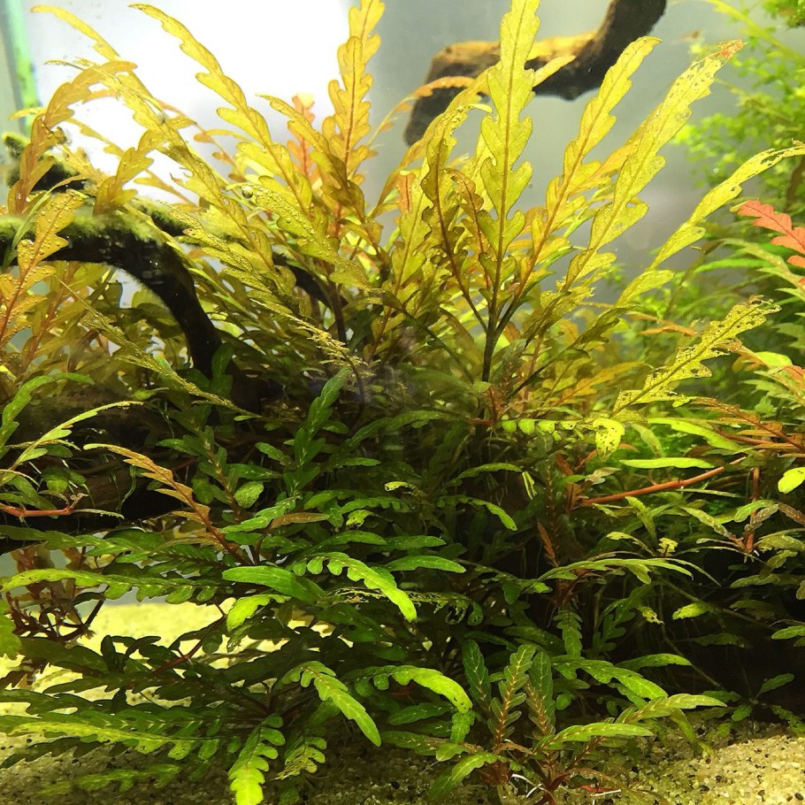 Гигрофила перистонадрезанная Пиннатифида