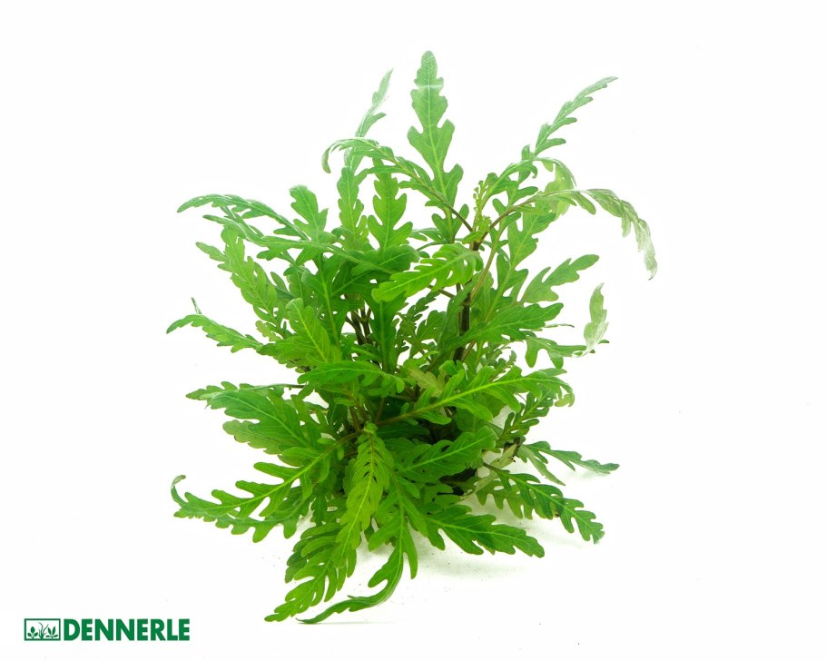 Гигрофила перистонадрезанная