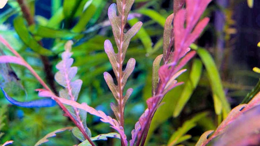 Гигрофила Пиннатифида аквариумное