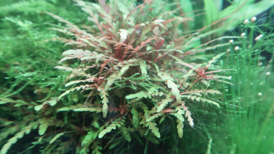 Акваскейп с растениями