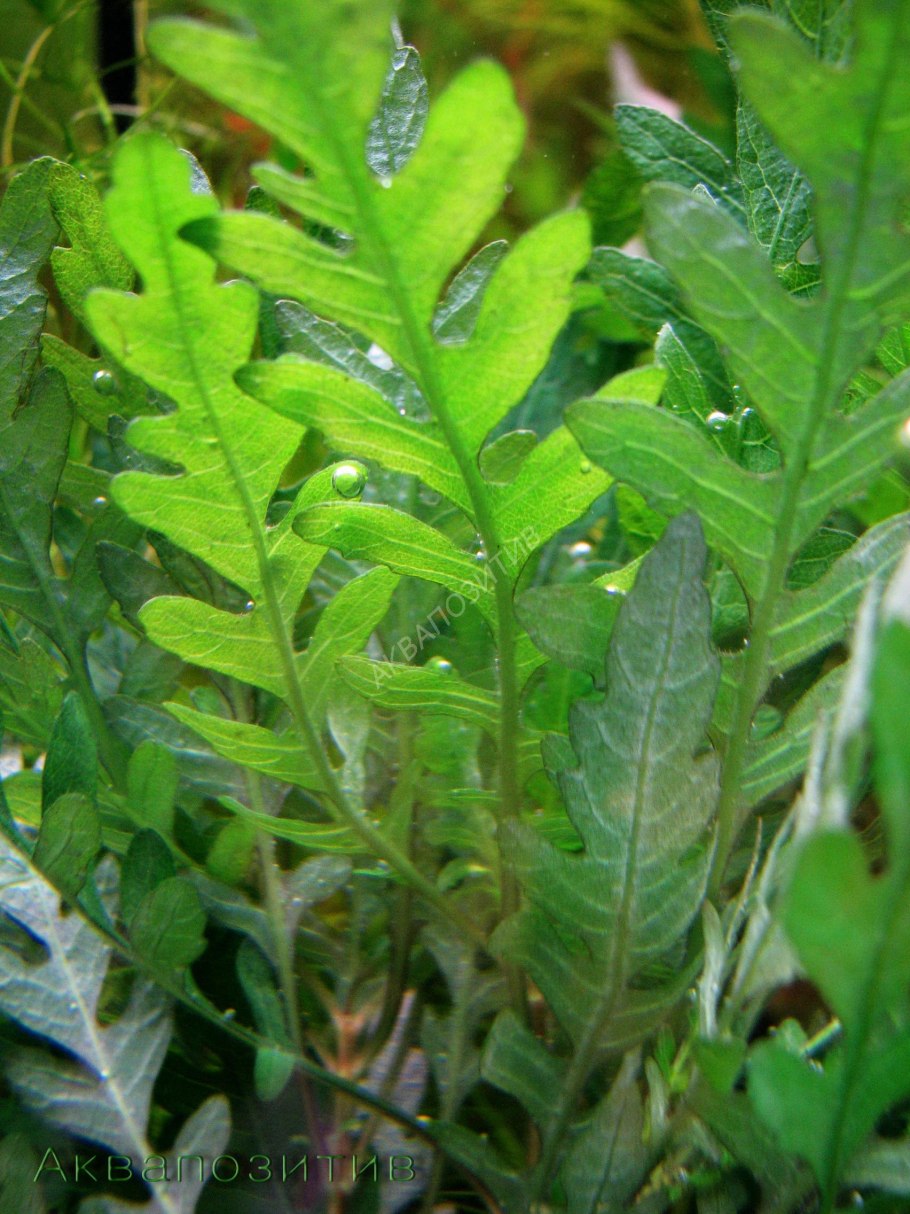 Гигрофила Пиннатифида