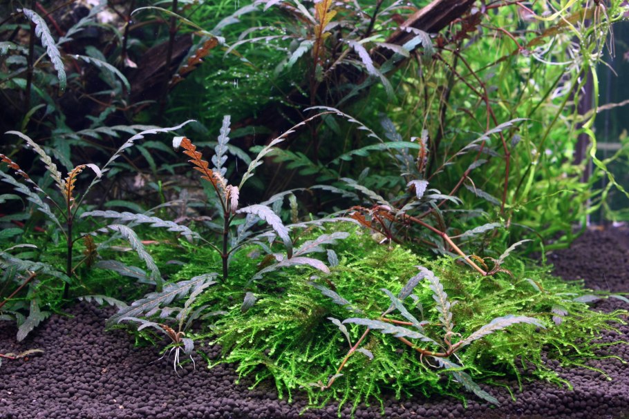 Гигрофила перистонадрезанная